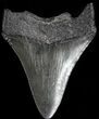 Juvenile Megalodon Tooth - South Carolina #50006-1